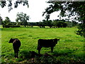 Cows, Millix