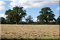 Trees and stubble, Nieuport House, Almley