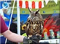 Eagle Owl - Cheshire Show