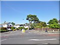 SZ1391 : Southbourne, pine tree by Mike Faherty