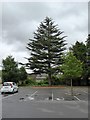 SU1541 : Cedar by Amesbury Co-operative car park by David Smith