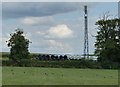 Telecommunications mast at Hamilton Grounds Farm