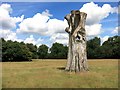 SU8477 : Hollow Tree in Shottesbrooke Park by Des Blenkinsopp