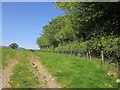 Trees near Glen Silva Farm