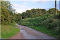 Mid Devon : Country Lane