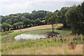 New pond near Elmstone Hole Farm