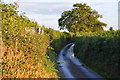 East Devon : Country Lane