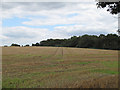 Recently harvested wheat field, Great Braxted