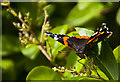 Red Admiral (Vanessa atalanta)