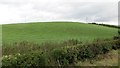 Grassland, Corscaplie