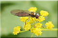 The hoverfly Melanostoma scalare, Birkdale dunes