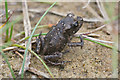 Common Toad (Bufo bufo) hatchling, Birkdale dunes 