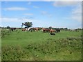 Cattle grazing at Moorhouse