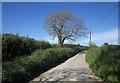 Lane near Queena Lodge