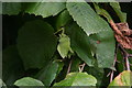 Hazel nuts by the carpark on Little Coates Road