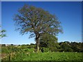 Trees along field boundary by Haye Lane