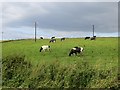 Holstein  cattle, Knockjarder