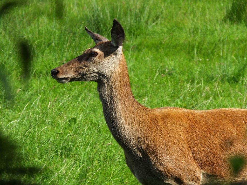 Red deer hind in Glen Ralloch © sylvia duckworth :: Geograph Britain ...