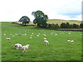 Field of sheep near Croglin High Hall