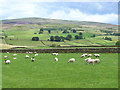 Field with sheep near Renwick