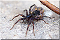 Wolf spider with spiderlings, Rattray