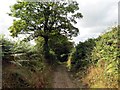 Llwybr Foel y Ddafad Ddu  / Foel y Dafad Ddu path