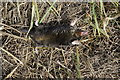 SE7741 : Dead Mole at Seaton Ross by Ian S