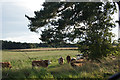 Cattle near Airntully