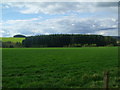 Conifer plantation on Falla Farm near Jedburgh