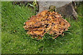 Fungus growing on a felled tree beside Inverness Aquadome