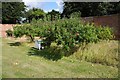 SO8844 : Apple trees in Croome's walled garden by Philip Halling