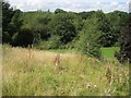 A low sandstone scarp, University of Warwick campus, Coventry