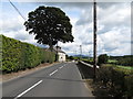 A fine house and a tall tree on the Dromara Road