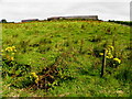 Field with ragwort, Cloghfin