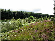 NY6499 : Scots Pine enclosure, William's Cleugh by Andrew Curtis