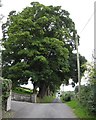 Mature trees alongside the High Road