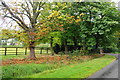 Horse chestnut trees by the entrance to Wanfield Hall