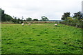 Sheep near Woodcock Heath