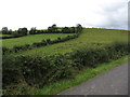 Field hedges on White Hill