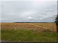 TF2597 : Beige gate on beige field near Hawerby by Steve  Fareham