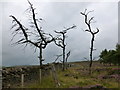 NT1459 : Skeletal trees by the march fence by Alan O'Dowd