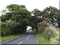 Arching trees on the Shore Road