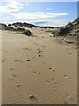 NK0125 : Sand dunes at Forvie by William Starkey