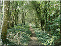 Footpath to Sutton Lane