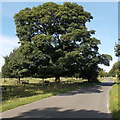 Dominant tree at the edge of Cadeby Lane near Market Bosworth