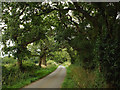SP1069 : Oaks by the lane to Trap’s Green by Robin Stott