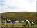 H1283 : Sheep, Meenablagh by Kenneth  Allen