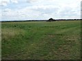 Clover-rich farmland, south-west of College Farm