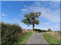 Solitary tree on road to Lillingstone Lovell