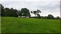 Norrest Wood from the footpath